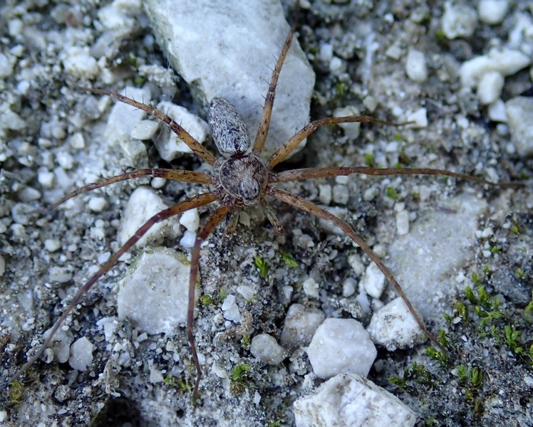 Philodromidae: Philodromus sp., maschio  - Parco naz. Velebit (Croazia)