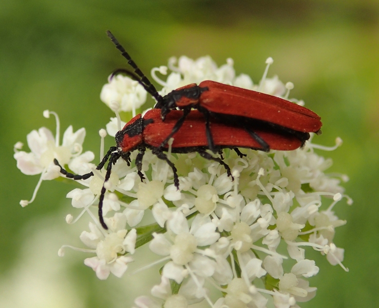 Lygistopterus sanguineus, Lycidae