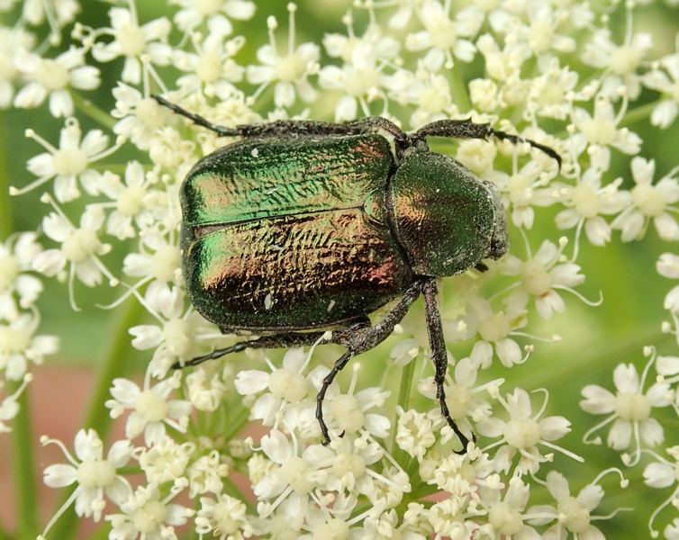 Hoplia argentea? no, Gnorimus nobilis