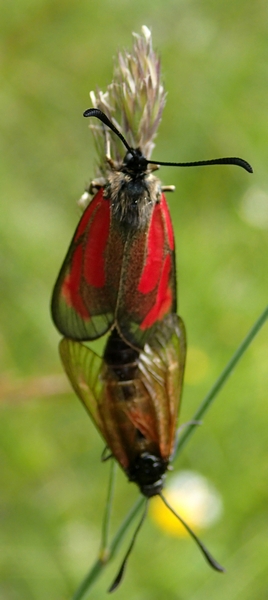 Zygaenidae croate