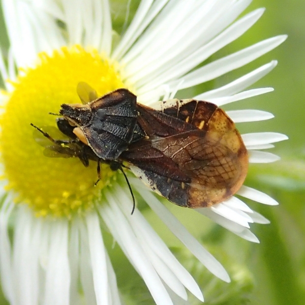 Reduviidae: Phymata crassipes della Croazia