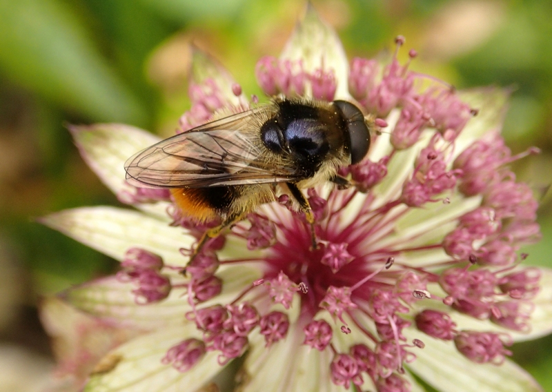 Cheilosia chrysocoma?