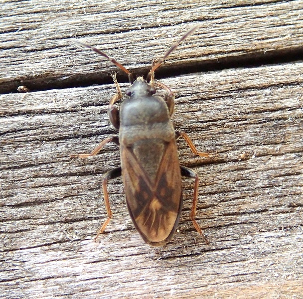 Lygaeidae: Megalonotus sabulicola del Veneto (TV)