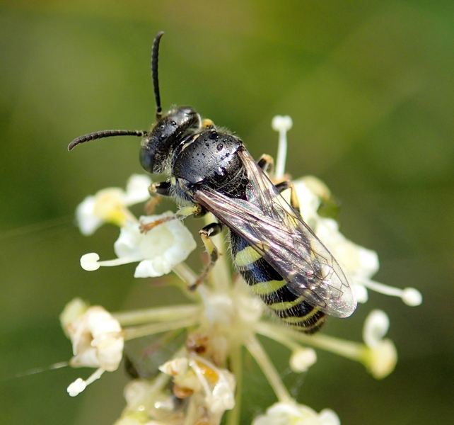 Bembecinus tridens, femmina - Crabronidae