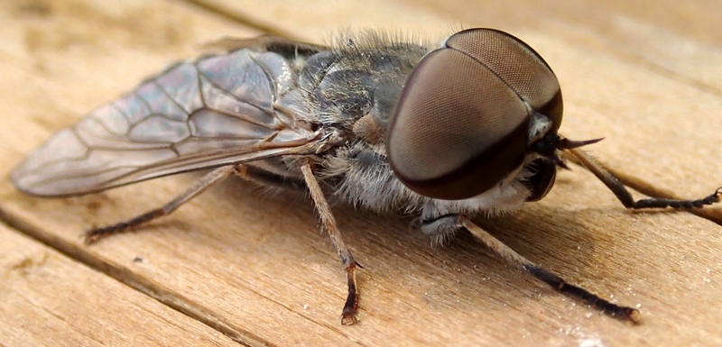 tabanidae da Id.