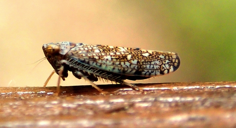 Orientus ishidae - Veneto