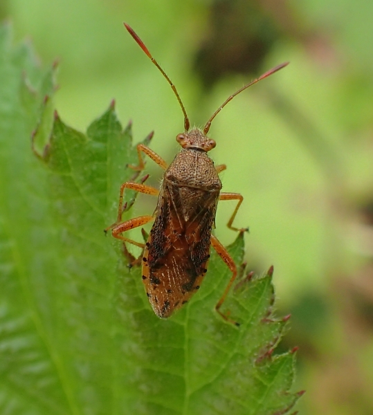 Rhopalidae:  Rhopalus maculatus