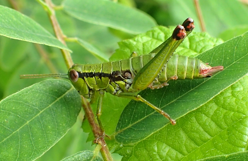 Acrididae: Odontopodisma schmidti