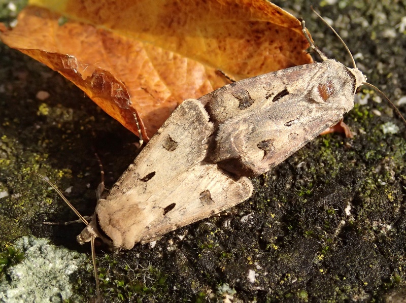 Agrotis exclamationis?