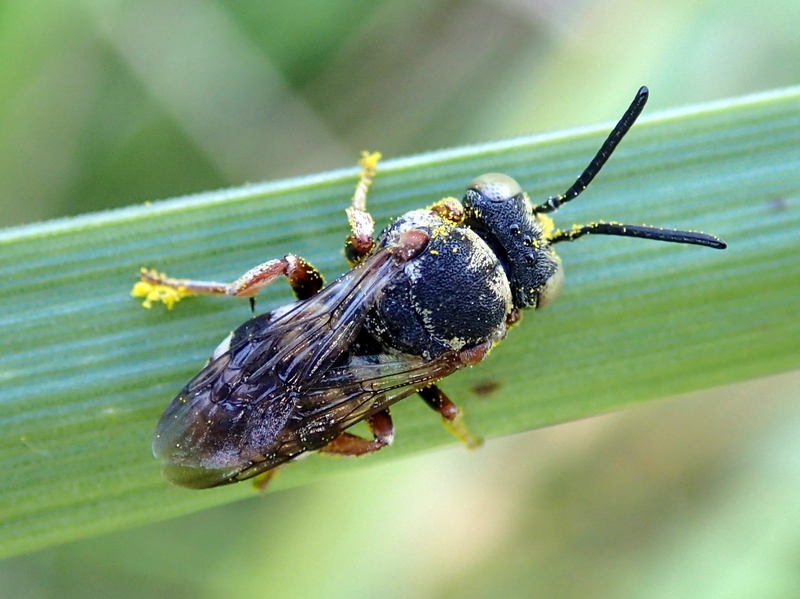 Epeolus sp., Apidae