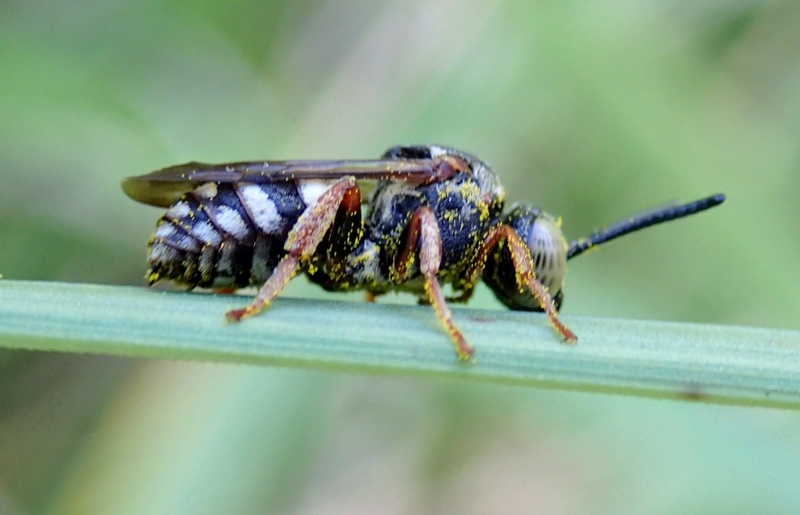 Epeolus sp., Apidae