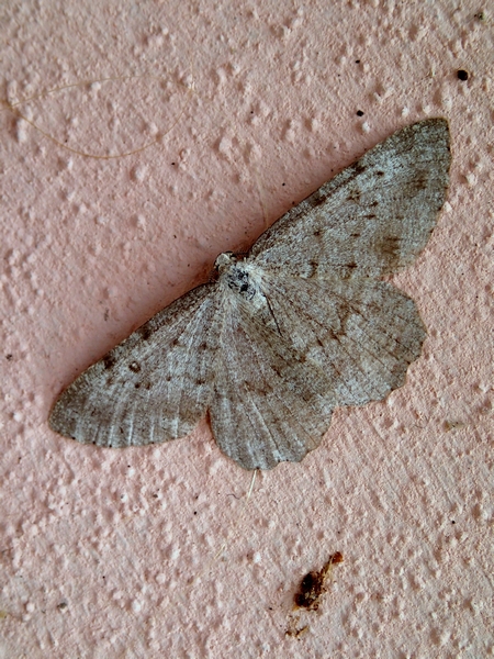 Altra Geometridae da Id.