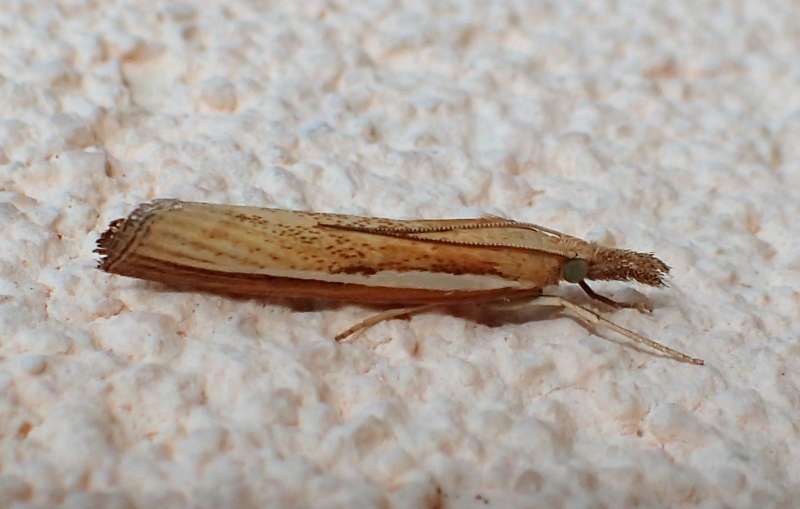 Agriphila tristella? S