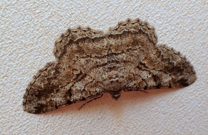Peribatodes rhomboidaria