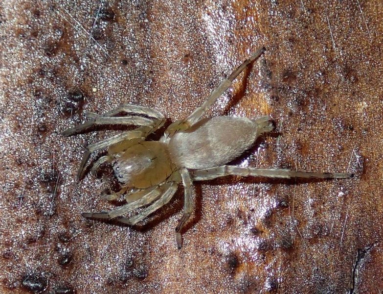 Clubiona sp. - Moriago della Battaglia (TV)