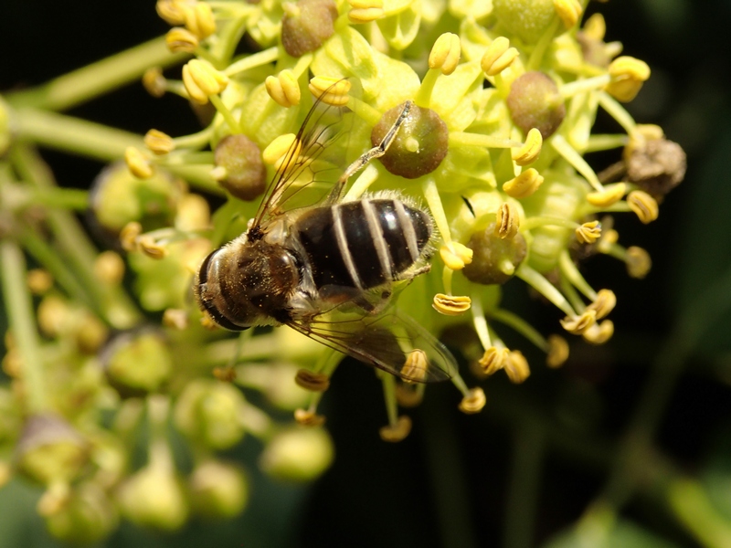 Eristalis arbustorum