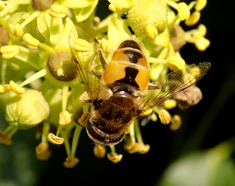 Eristalis arbustorum