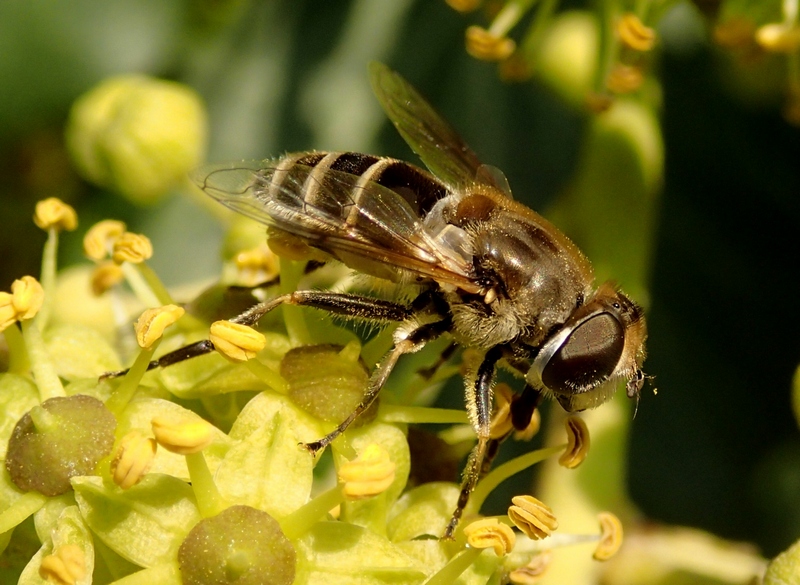 Eristalis arbustorum