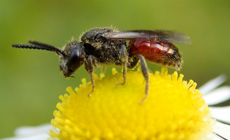 Maschio di Sphecodes sp.