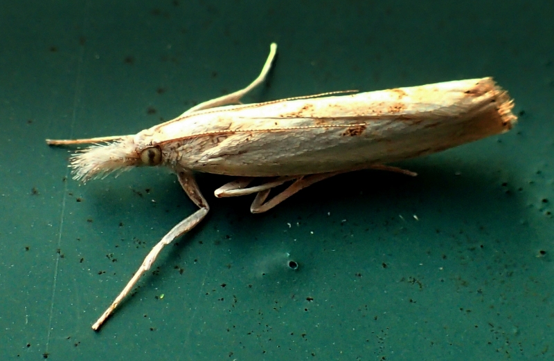 Crambidae da Id - Agriphila cfr. geniculea