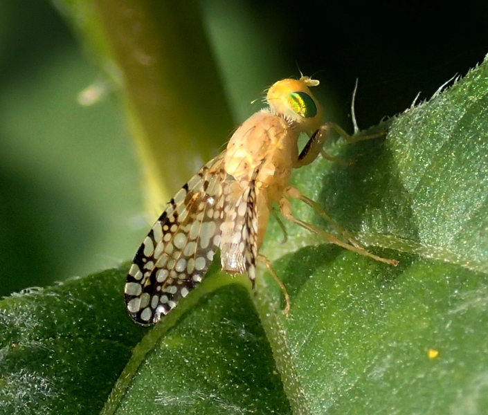 Tephritidae