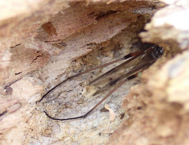Tipulidae: cfr. Dictenidia bimaculata