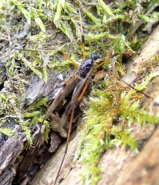 Tipulidae: cfr. Dictenidia bimaculata