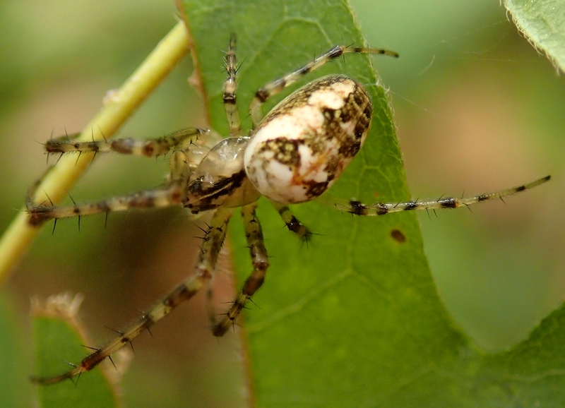 Metellina sp. - Moriago della Battaglia (TV)