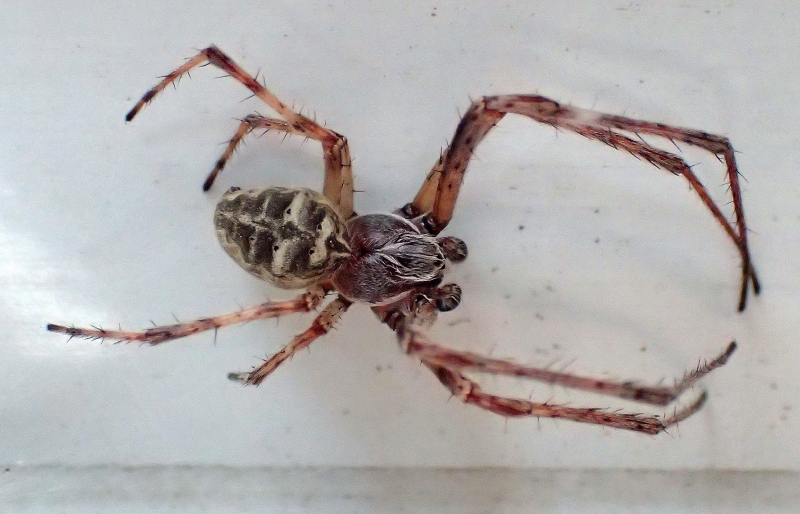 Larinioides sp.  - Villorba (TV)
