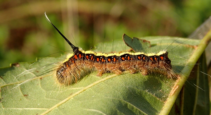 Bruco di Acronicta cuspis