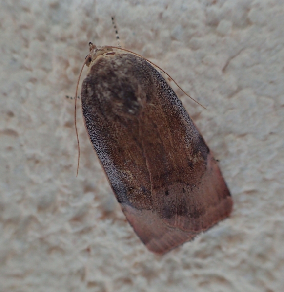 Tortricidae? No, Noctuidae: Noctua janthe/janthina