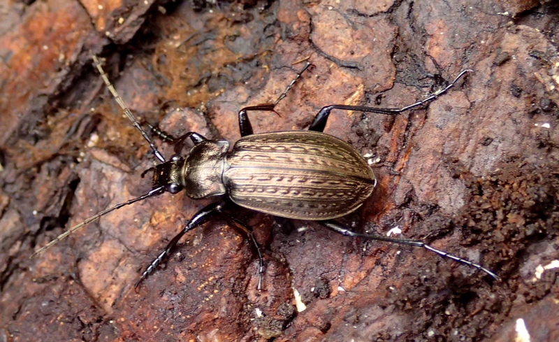 Carabus granulatus interstitialis, Carabidae