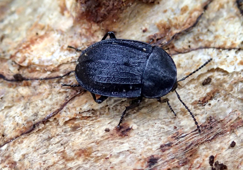 Silphidae: Phosphuga atrata