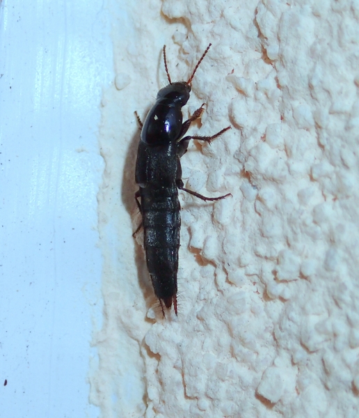 Staphylinidae: Quedius laevicollis (cf.)