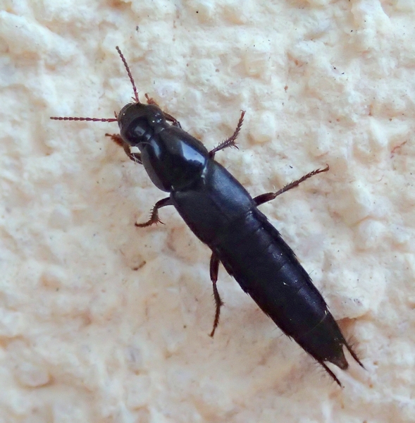 Staphylinidae: Quedius laevicollis (cf.)