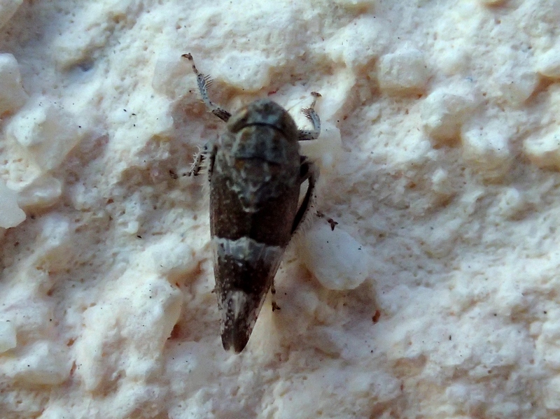Stegelytra erythroneura: Cicadellidae