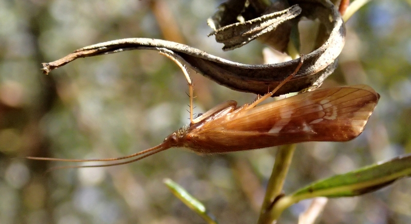 Limnephilus lunatus di Sernaglia della Battaglia (TV)