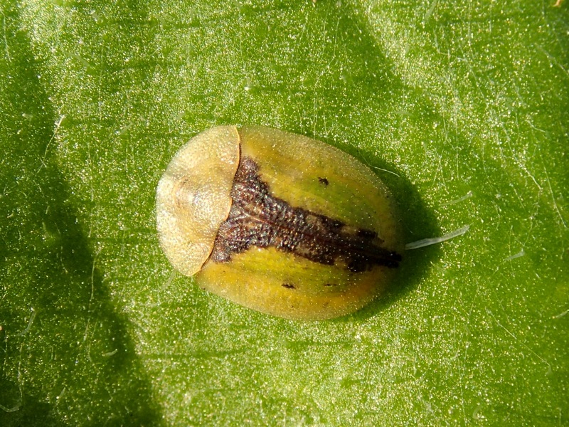 Cassida vibex, Chrysomelidae