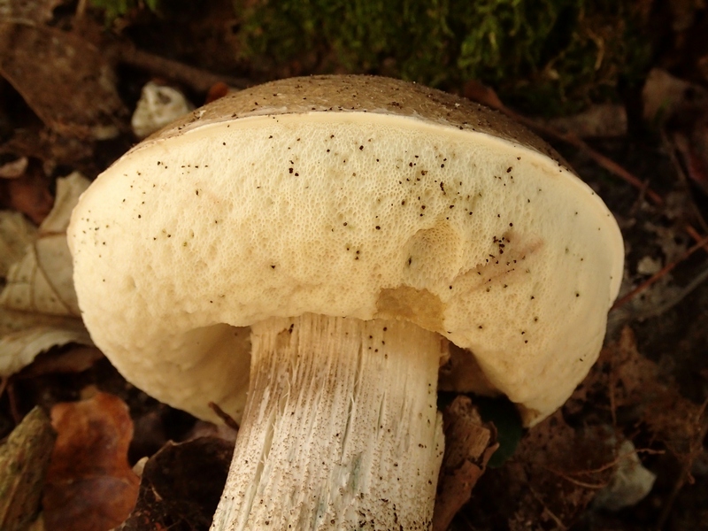 Leccinum da Id.