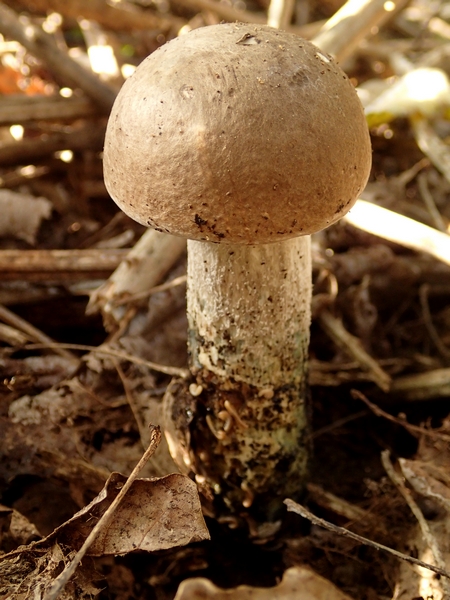 Leccinum da Id.