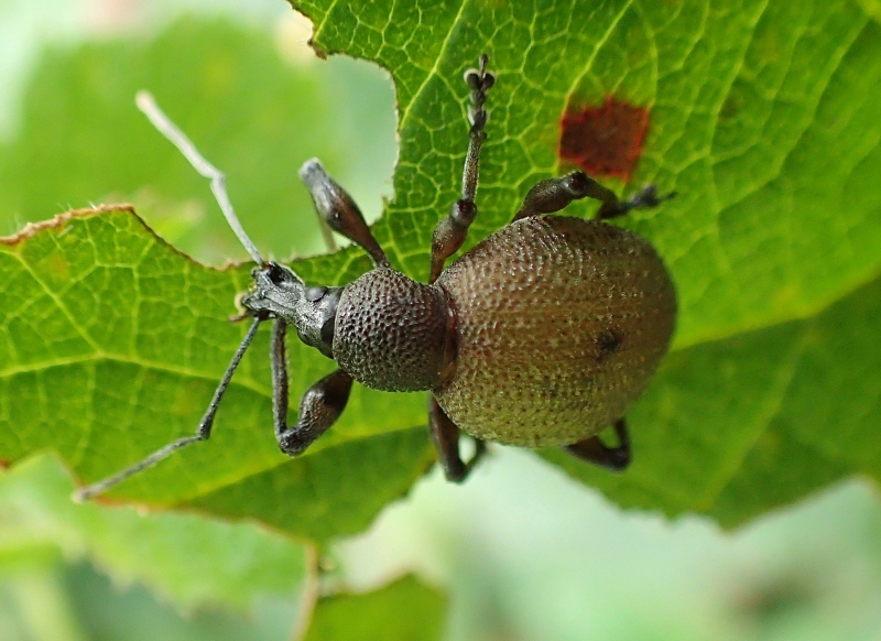 Curculionidae: Otiorhynchus pseudonothus