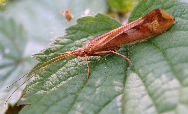 Limnephilus lunatus di Sernaglia della Battaglia (TV)