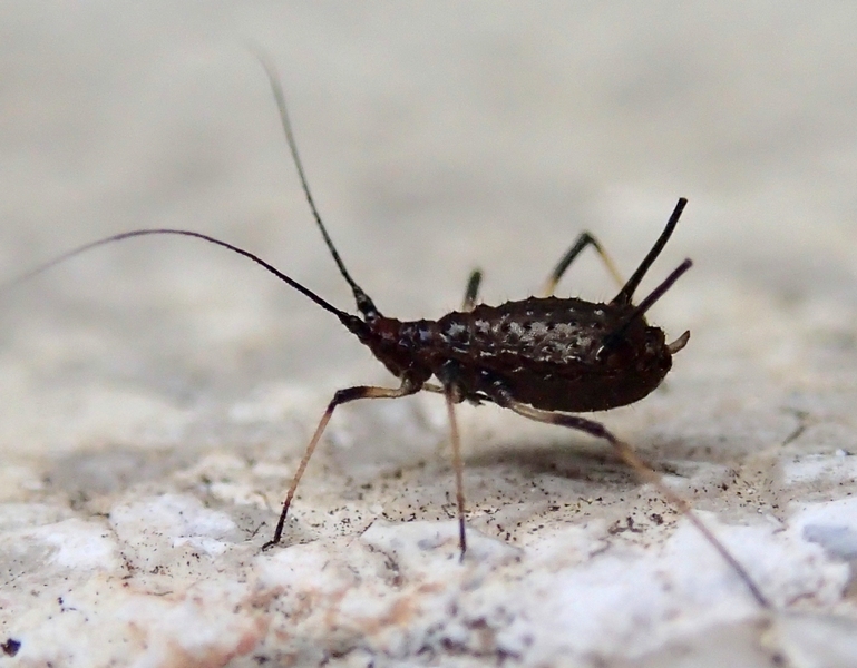 Aphididae - Uroleucon sp. del Veneto (TV)