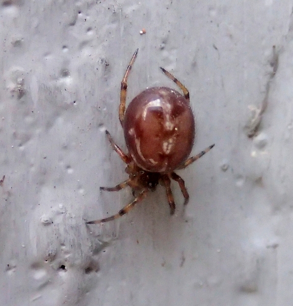 Steatoda bipunctata - Parco dello Storga (TV)