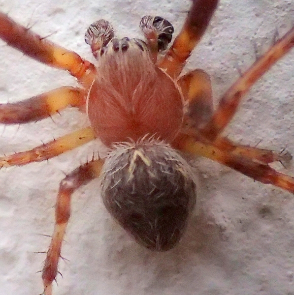 Larinioides sp. - Parco dello Storga (TV)