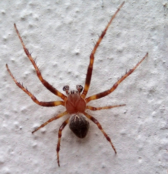 Larinioides sp. - Parco dello Storga (TV)
