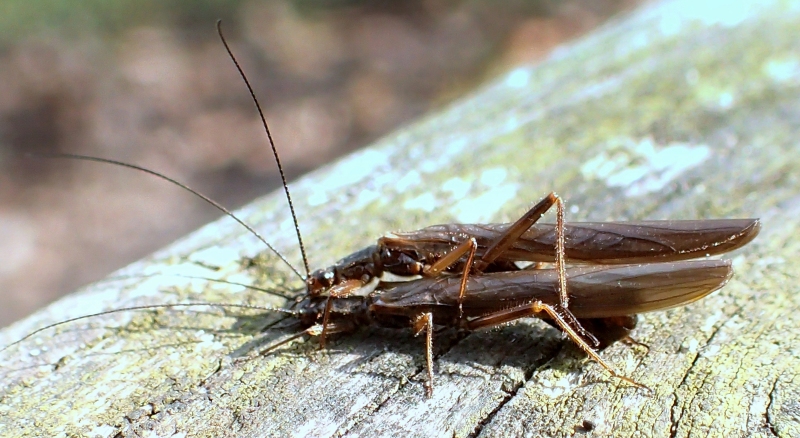 Leuctra sp. in accoppiamento (Leuctridae)