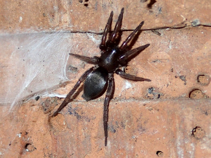 Scotophaeus sp. e Clubiona sp. -  Sernaglia (TV)