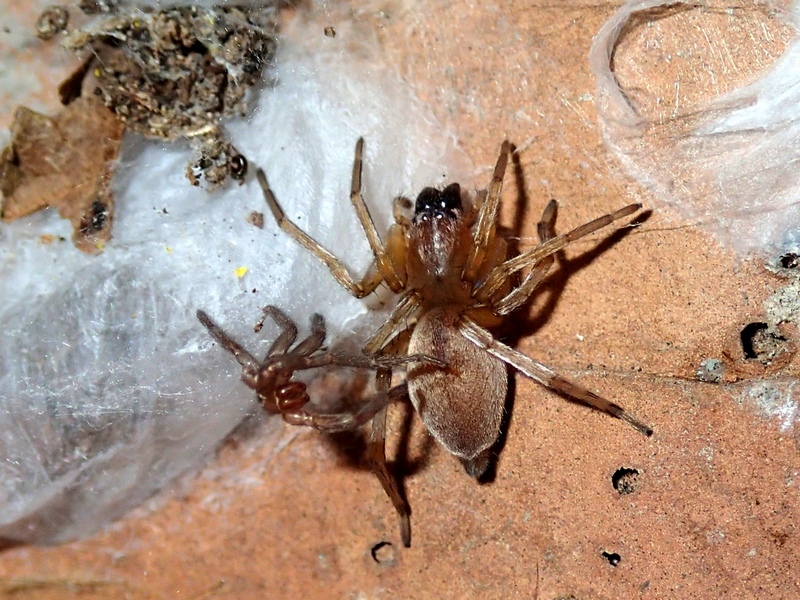 Scotophaeus sp. e Clubiona sp. -  Sernaglia (TV)