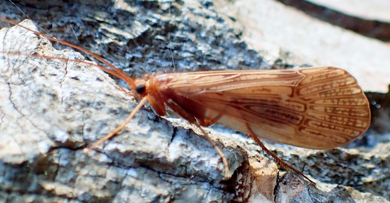 Halesus digitatus  (Limnephilidae)